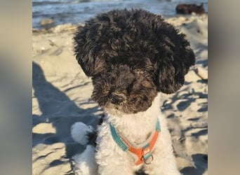 Marmor sucht ein Zuhause (Vermittlungshilfe)