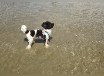 Marmor sucht ein Zuhause (Vermittlungshilfe)