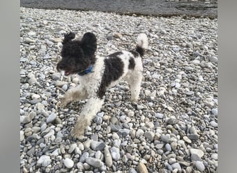 Marmor sucht ein Zuhause (Vermittlungshilfe)