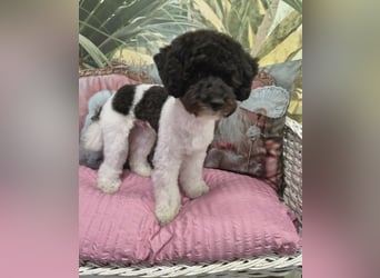 Marmor sucht ein Zuhause (Vermittlungshilfe)