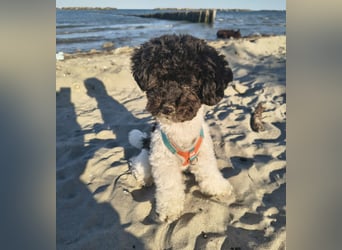 Marmor sucht ein Zuhause (Vermittlungshilfe)