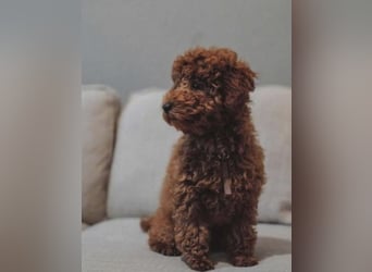 Paros - sensibler Zwergpudel