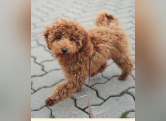 Paros - sensibler Zwergpudel