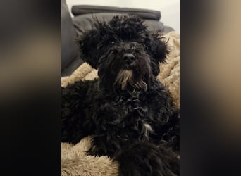 Traum in Schwarz. Junge Zwergpudelhündin.