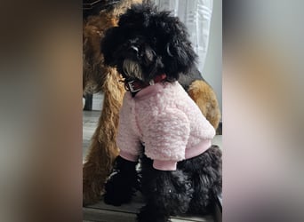 Traum in Schwarz. Junge Zwergpudelhündin.