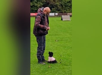 Traum in Schwarz. Junge Zwergpudelhündin.