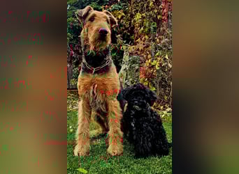 Traum in Schwarz. Junge Zwergpudelhündin.