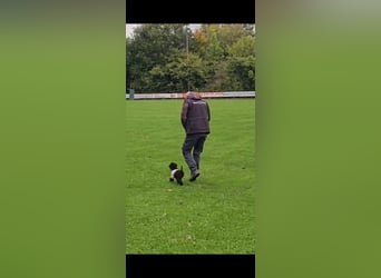 Traum in Schwarz. Junge Zwergpudelhündin.