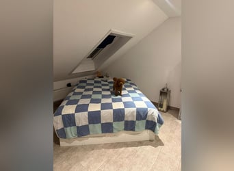 Bobby sucht ein Körbchen