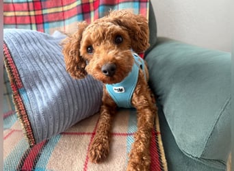 Bobby sucht ein Körbchen