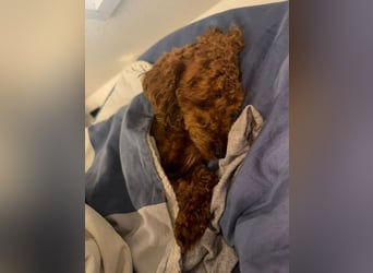 Bobby sucht ein Körbchen