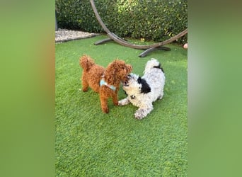 Bobby sucht ein Körbchen