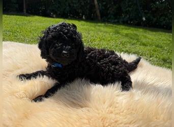 Zauberhafte Zwergpudel Prinzen