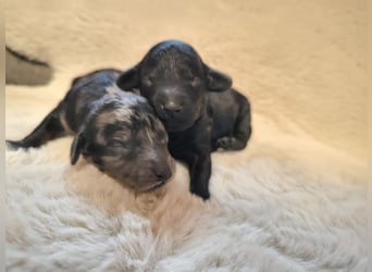 Zauberhafte Zwergpudel Prinzen