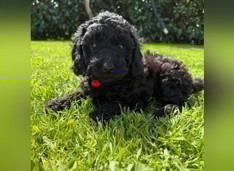 Zauberhafte Zwergpudel Prinzen