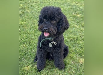 Zauberhafte Zwergpudel Prinzen