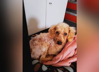 Vera, hübsche Pudeldame geb. 2019