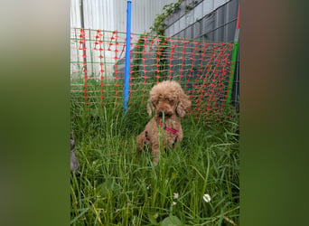Amy, schüchterne Zwergpudel Dame geb. 09/2019