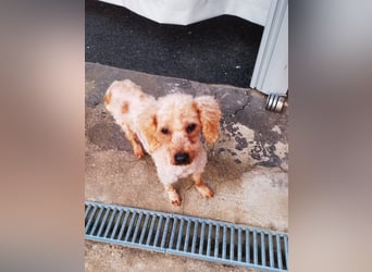 Vera, hübsche Pudeldame geb. 2019