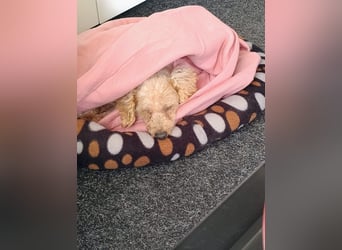 Vera, hübsche Pudeldame geb. 2019