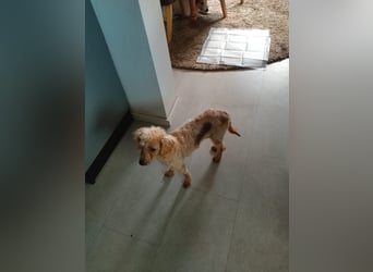 Vera, hübsche Pudeldame geb. 2019