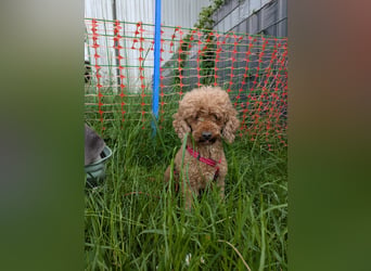 Amy, schüchterne Zwergpudel Dame geb. 09/2019
