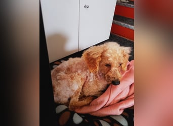 Vera, hübsche Pudeldame geb. 2019