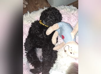 Schwarze Schmusemaus sucht neuen Wirkungskreis