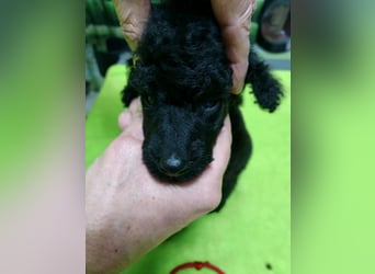 Schwarze Schmusemaus sucht neuen Wirkungskreis