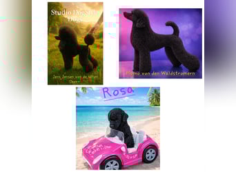 Schwarze Schmusemaus sucht neuen Wirkungskreis