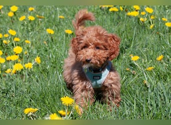 Filly - aufgewecktes Hundekind - Tierhilfe Franken e.V.