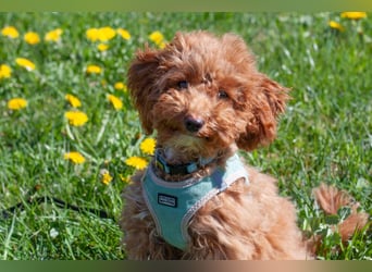 Filly - aufgewecktes Hundekind - Tierhilfe Franken e.V.