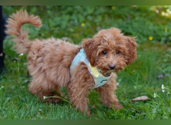 Filly - aufgewecktes Hundekind - Tierhilfe Franken e.V.