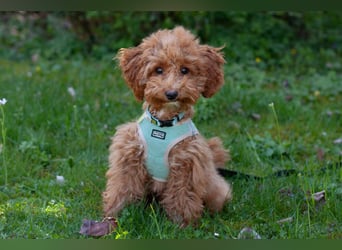 Filly - aufgewecktes Hundekind - Tierhilfe Franken e.V.