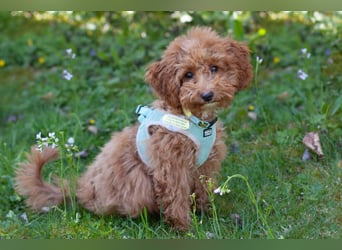 Filly - aufgewecktes Hundekind - Tierhilfe Franken e.V.