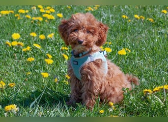 Filly - aufgewecktes Hundekind - Tierhilfe Franken e.V.