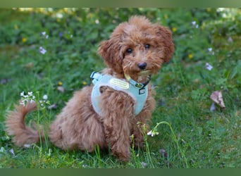 Filly - aufgewecktes Hundekind - Tierhilfe Franken e.V.