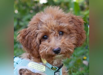 Filly - aufgewecktes Hundekind - Tierhilfe Franken e.V.