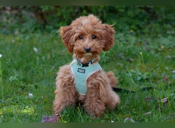 Filly - aufgewecktes Hundekind - Tierhilfe Franken e.V.