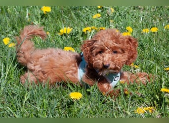 Filly - aufgewecktes Hundekind - Tierhilfe Franken e.V.