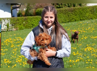 Filly - aufgewecktes Hundekind - Tierhilfe Franken e.V.