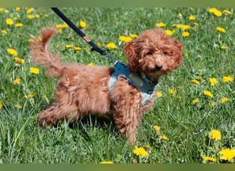 Filly - aufgewecktes Hundekind - Tierhilfe Franken e.V.