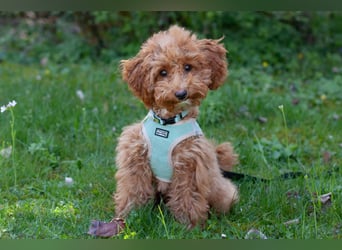 Filly - aufgewecktes Hundekind - Tierhilfe Franken e.V.