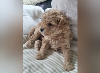 Zwergpudel welpen in fawn/aprikot 