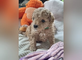 Zwergpudel welpen in fawn/aprikot 