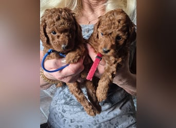 Zwergpudelwelpen in der Farbe fawn (apricot)