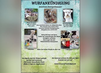 American Zwergschnauzer Braun weiß geb 05.04.2025
