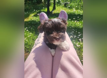 American zwergschnauzer BRUNO