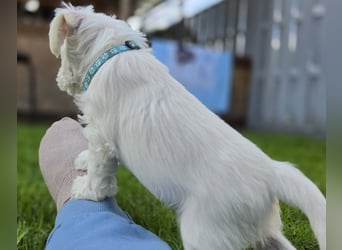 Zwerschnauzer Welpen weiß