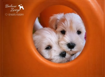Zwerschnauzer Welpen weiß